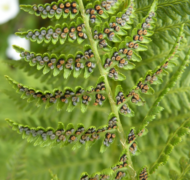 Dryopteris  sp.